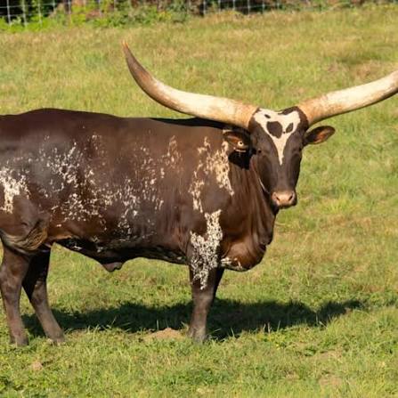 Cow