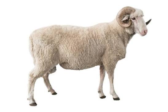 Ram